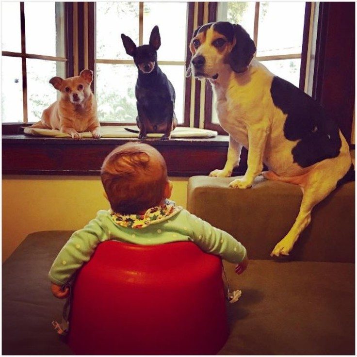 animal-babysitters-10