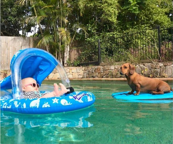 animal-babysitters-3