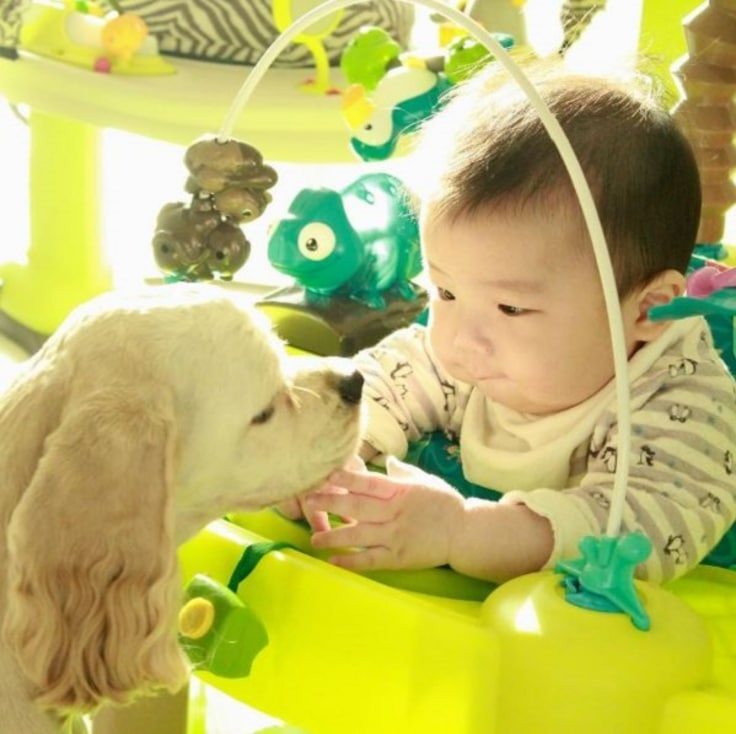 animal-babysitters-6