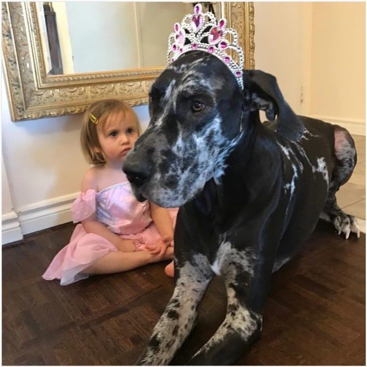 animal-babysitters-8