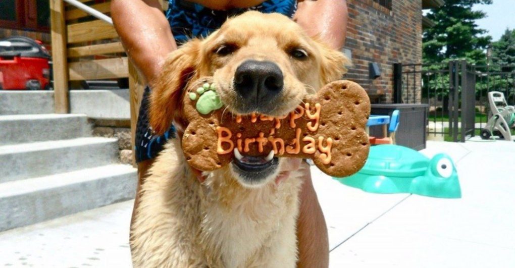 animal-birthday-7