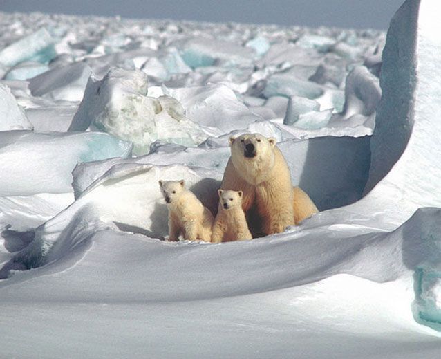 animals-on-te-verge-of-extiction-1