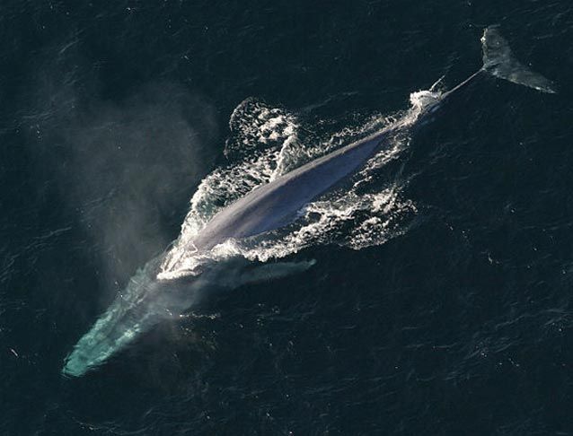 animals-on-te-verge-of-extiction-10