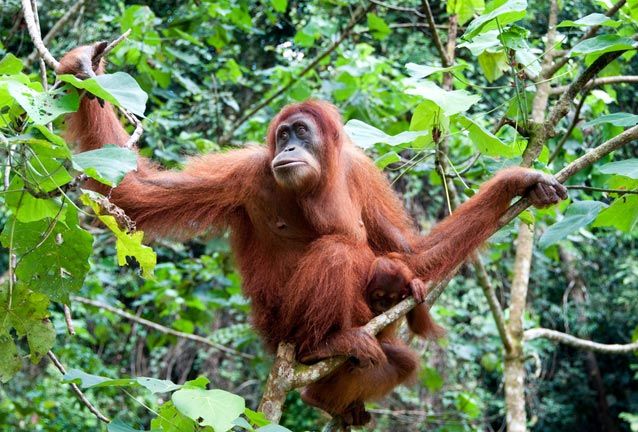 animals-on-te-verge-of-extiction-2