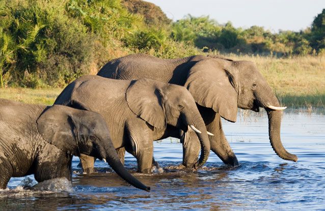 animals-on-te-verge-of-extiction-4