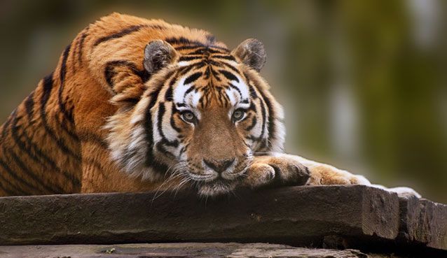 animals-on-te-verge-of-extiction-5