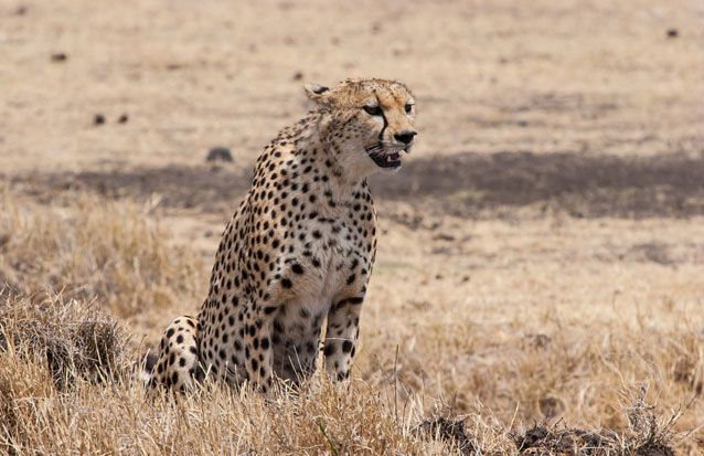 animals-on-te-verge-of-extiction-6