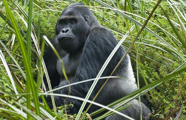 animals-on-te-verge-of-extiction-8