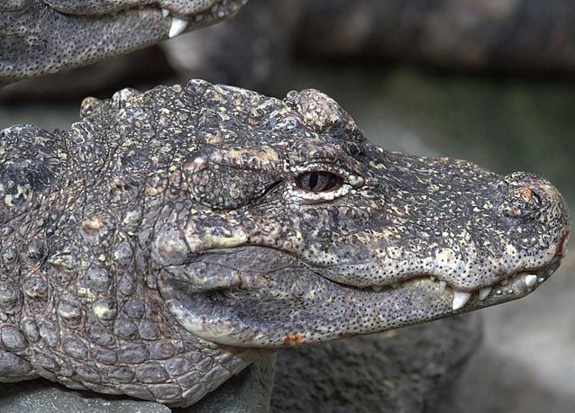 animals-on-te-verge-of-extiction-9