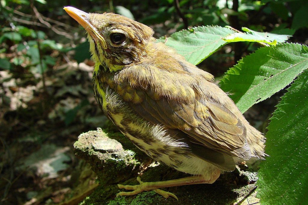 baby-wild-bird