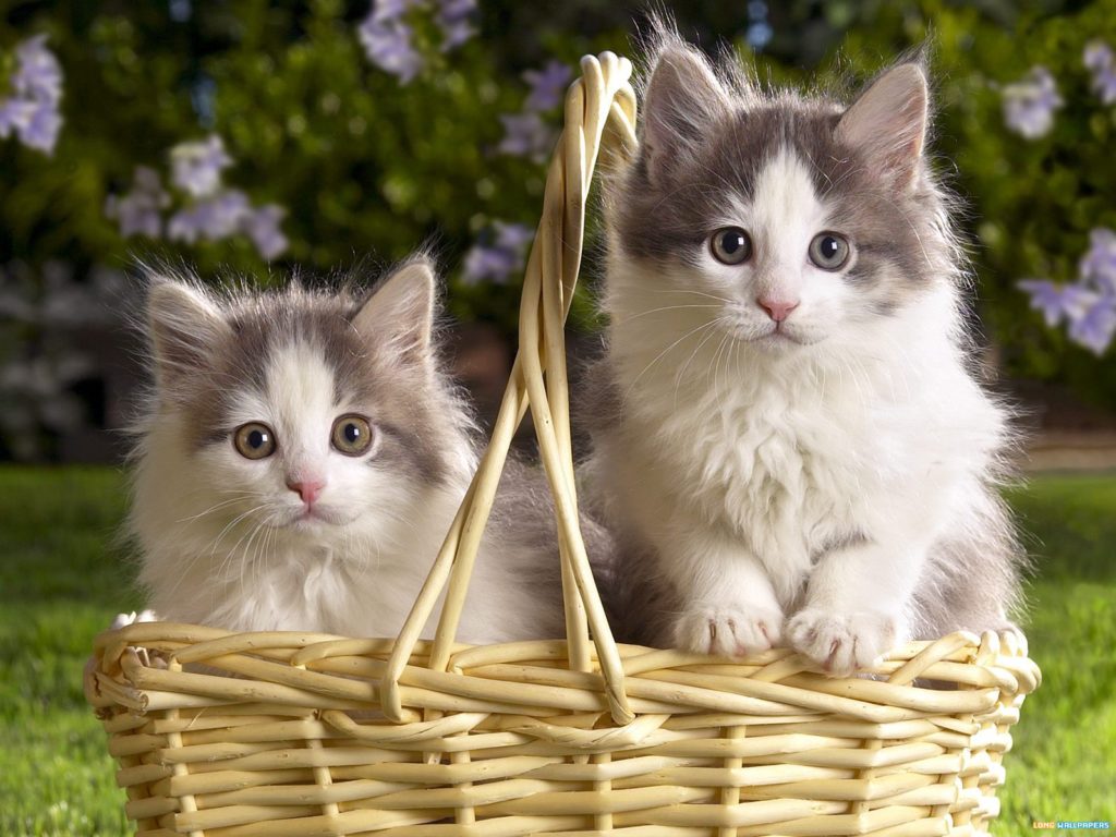 beautiful-cats