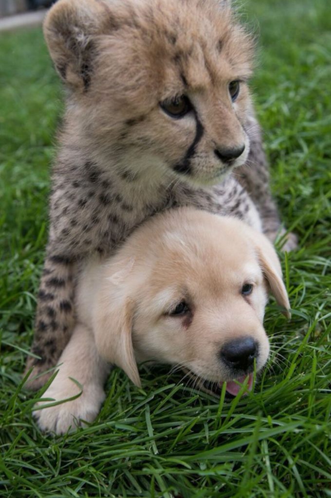 cheetahs-3