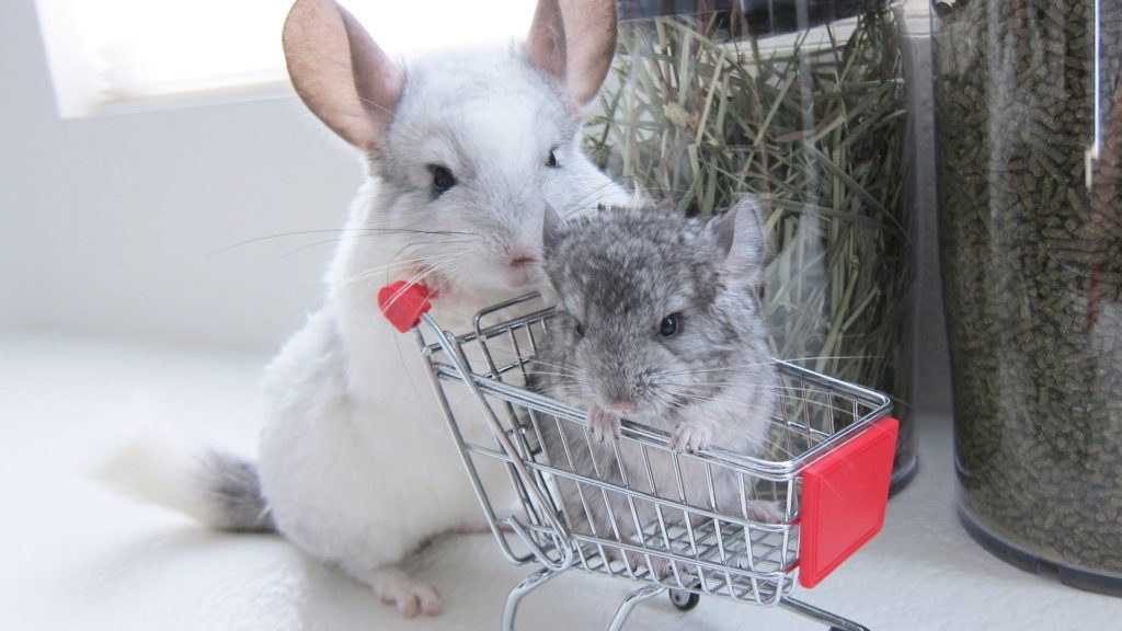 chinchilla