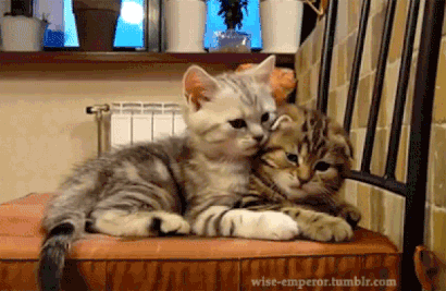 cute-cats-4