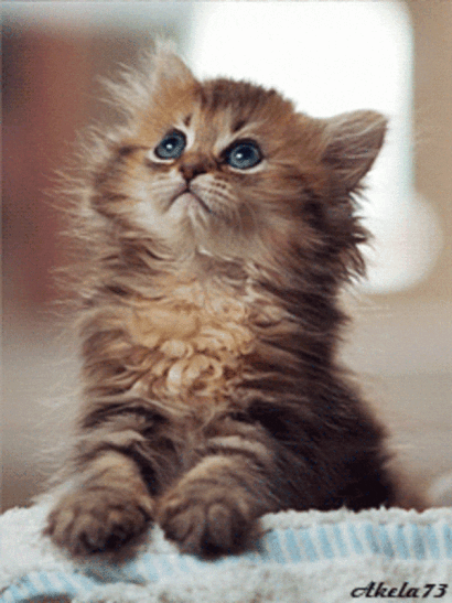cute-cats-8