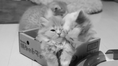 cute-cats-9