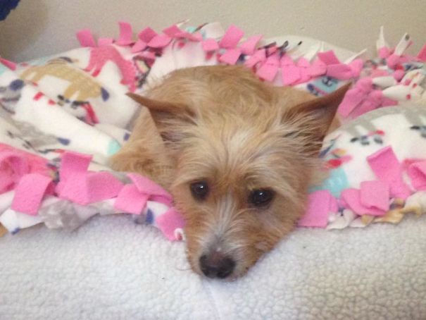 dog-adopted-puppies-1