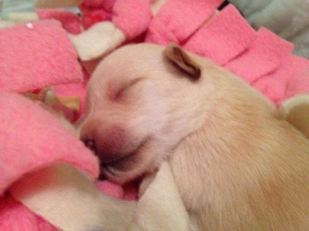 dog-adopted-puppies-3