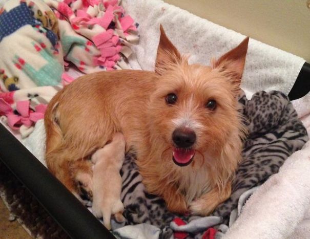 dog-adopted-puppies-4