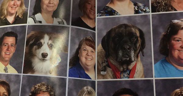 dog-in-school-pics-1