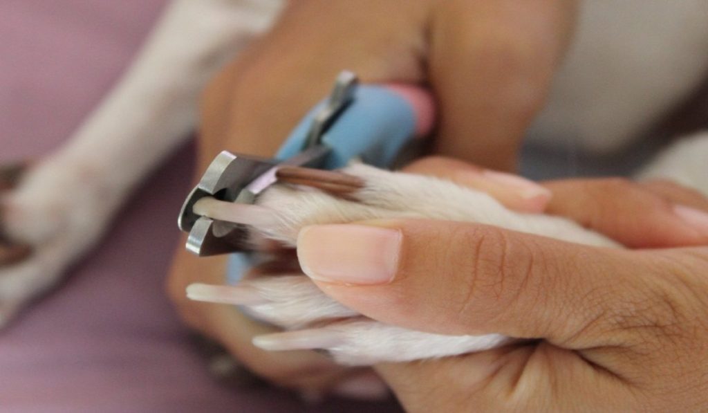 dog-nails