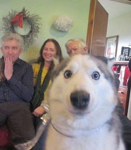 dog-photobombs-1