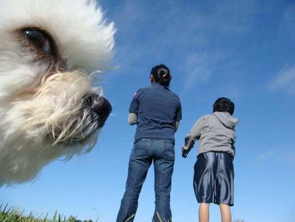 dog-photobombs-4
