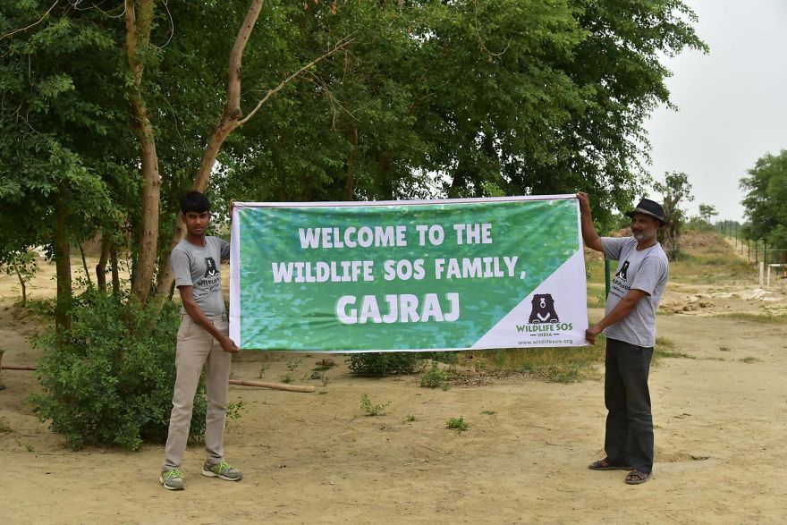 elephant-is-finally-safe-6