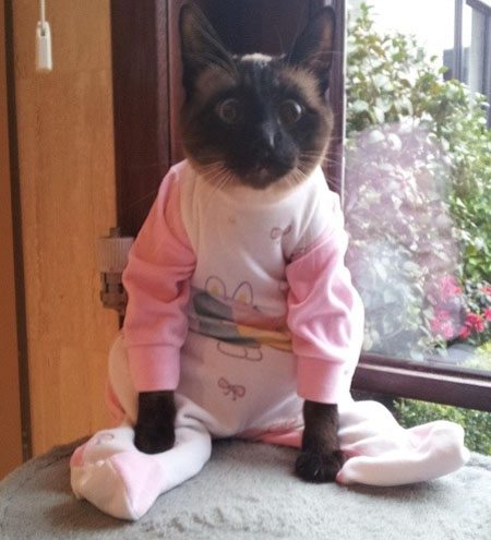 funny-animal-clothes-6