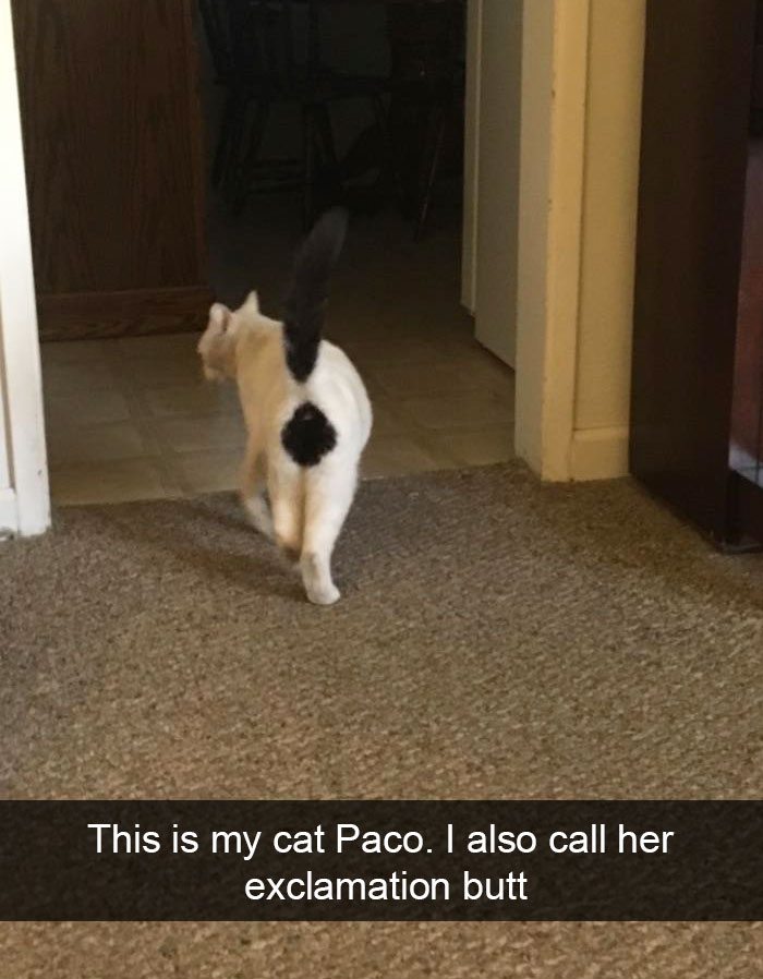 funny-cat-snaps-1