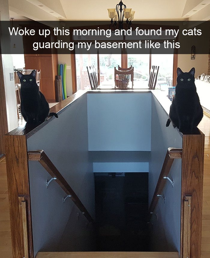 funny-cat-snaps-2