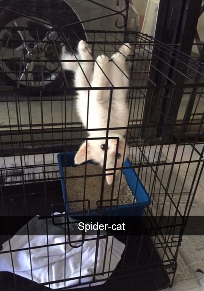 funny-cat-snaps-5