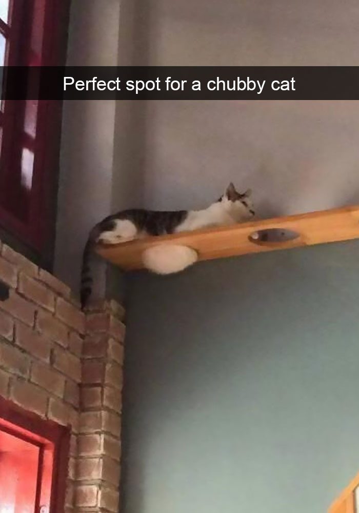 funny-cat-snaps-6