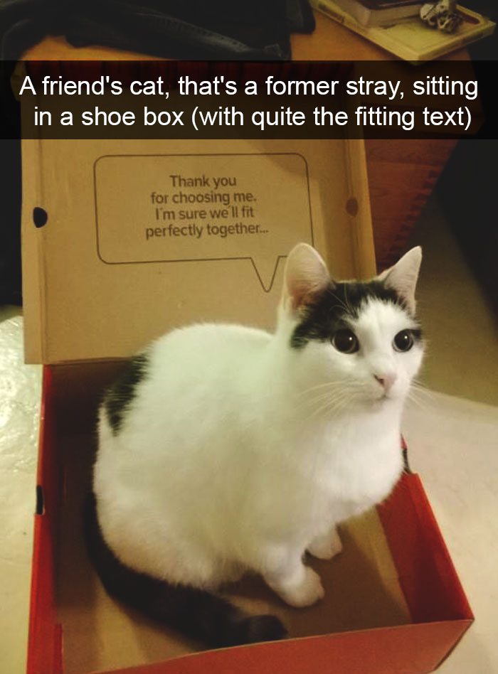funny-cat-snaps-7