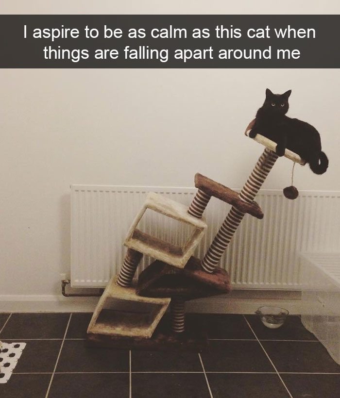 funny-cat-snaps-8