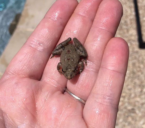 invention-for-animals-2