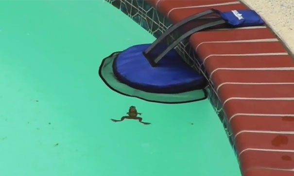 invention-for-animals-4