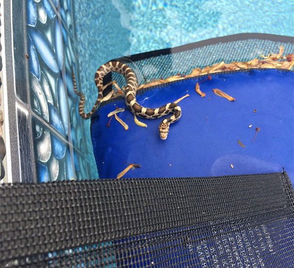 invention-for-animals-5