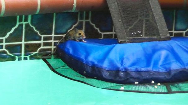 invention-for-animals-6