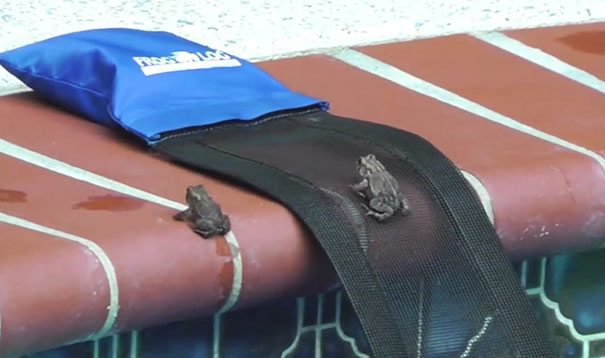 invention-for-animals-7