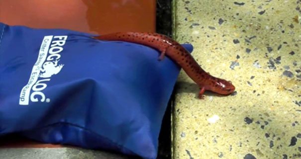 invention-for-animals-9