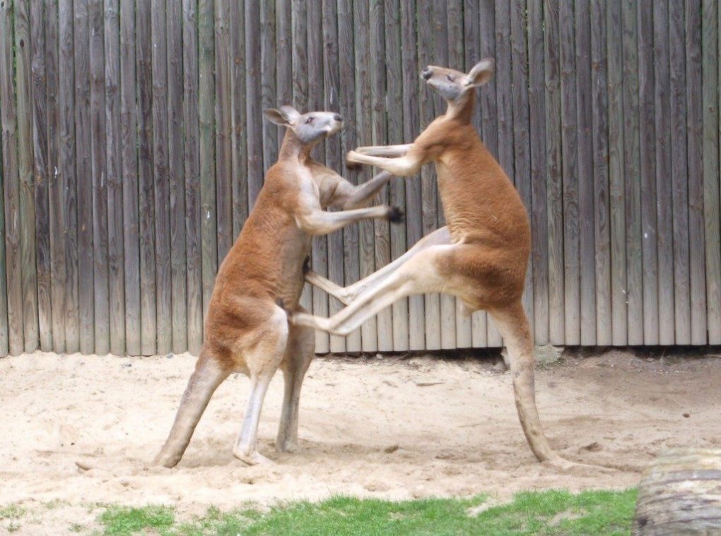 kangaroo-facts-4
