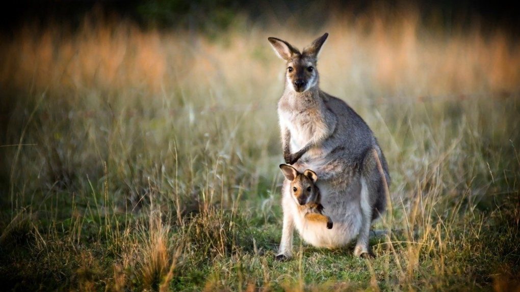 kangaroo-facts-5
