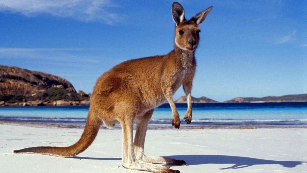 kangaroo-facts-6