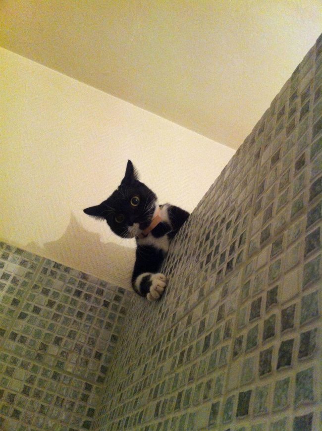 pets-loving-their-humans-1