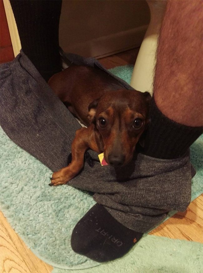 pets-loving-their-humans-2