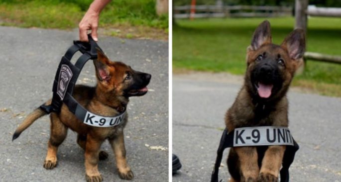 pups-training-to-be-guide-dogs-1