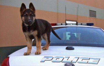 pups-training-to-be-guide-dogs-10