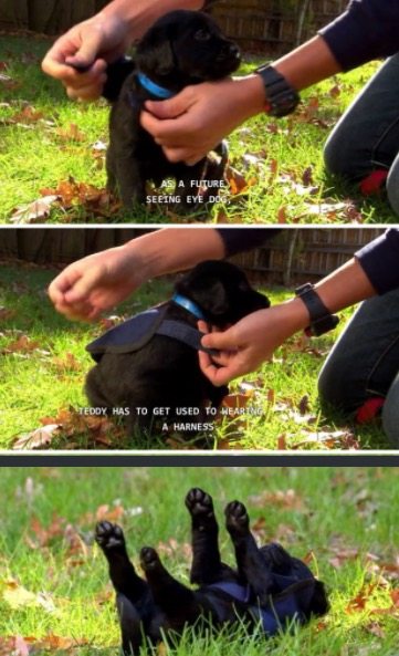 pups-training-to-be-guide-dogs-4