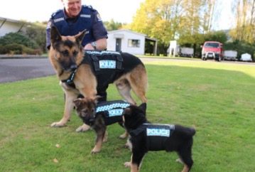 pups-training-to-be-guide-dogs-5